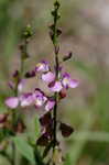 Showy milkwort